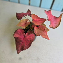 Load image into Gallery viewer, #RB15 Caladium
