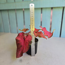 Load image into Gallery viewer, #RB15 Caladium