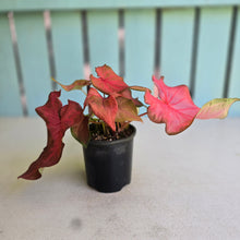 Load image into Gallery viewer, #RB15 Caladium