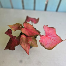 Load image into Gallery viewer, #RB15 Caladium