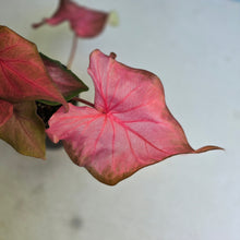 Load image into Gallery viewer, #RB15 Caladium