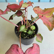 Load image into Gallery viewer, #RB15 Caladium