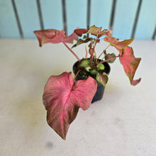 Load image into Gallery viewer, #RB15 Caladium
