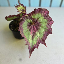Load image into Gallery viewer, #RB6 Begonia Raspberry Torte?