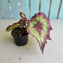 Load image into Gallery viewer, #RB6 Begonia Raspberry Torte?