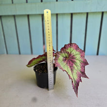 Load image into Gallery viewer, #RB6 Begonia Raspberry Torte?