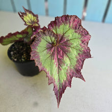 Load image into Gallery viewer, #RB6 Begonia Raspberry Torte?