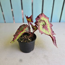 Load image into Gallery viewer, #RB6 Begonia Raspberry Torte?