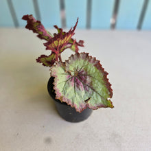 Load image into Gallery viewer, #RB6 Begonia Raspberry Torte?