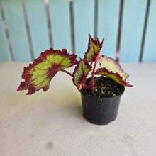 Load image into Gallery viewer, #RB6 Begonia Raspberry Torte?