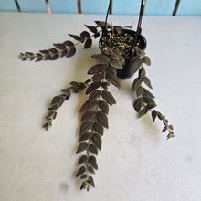 Load image into Gallery viewer, #R33 Columnea Gloriosa 'Purpurea'