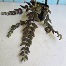 Load image into Gallery viewer, #R33 Columnea Gloriosa 'Purpurea'