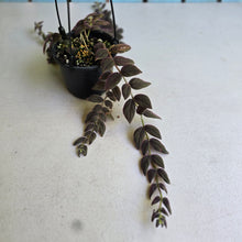 Load image into Gallery viewer, #R33 Columnea Gloriosa 'Purpurea'