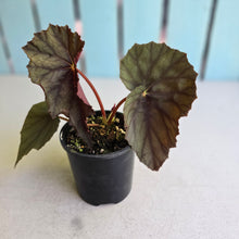 Load image into Gallery viewer, #D89 Begonia Unknown