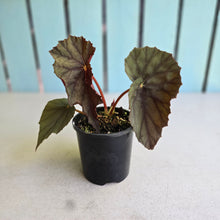 Load image into Gallery viewer, #D89 Begonia Unknown