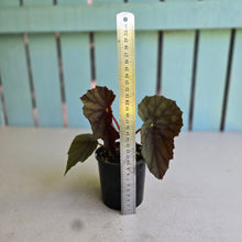 Load image into Gallery viewer, #D89 Begonia Unknown