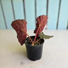 Load image into Gallery viewer, #D89 Begonia Unknown