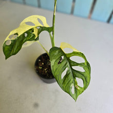 Load image into Gallery viewer, #R40 Variegated Monstera Adansonii