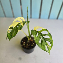 Load image into Gallery viewer, #R40 Variegated Monstera Adansonii