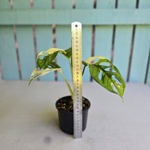 Load image into Gallery viewer, #R40 Variegated Monstera Adansonii