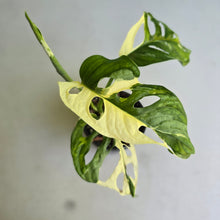 Load image into Gallery viewer, #R40 Variegated Monstera Adansonii
