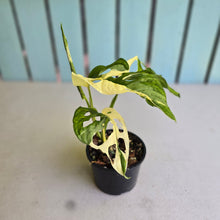 Load image into Gallery viewer, #R40 Variegated Monstera Adansonii