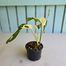 Load image into Gallery viewer, #R40 Variegated Monstera Adansonii