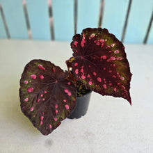 Load image into Gallery viewer, #R91 Begonia Dr Karissa + Baby Unknown