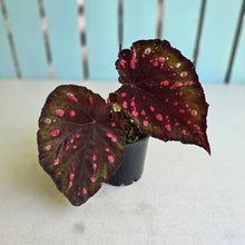 Load image into Gallery viewer, #R91 Begonia Dr Karissa + Baby Unknown