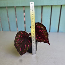 Load image into Gallery viewer, #R91 Begonia Dr Karissa + Baby Unknown