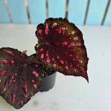 Load image into Gallery viewer, #R91 Begonia Dr Karissa + Baby Unknown