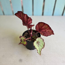 Load image into Gallery viewer, #R91 Begonia Dr Karissa + Baby Unknown