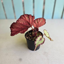Load image into Gallery viewer, #R91 Begonia Dr Karissa + Baby Unknown