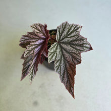 Load image into Gallery viewer, #R27 Begonia Pink Minx
