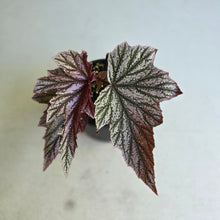Load image into Gallery viewer, #R27 Begonia Pink Minx