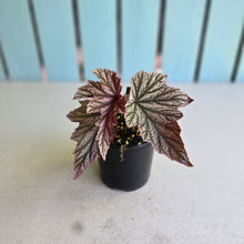 Load image into Gallery viewer, #R27 Begonia Pink Minx