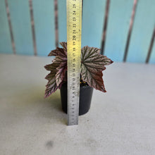 Load image into Gallery viewer, #R27 Begonia Pink Minx