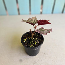 Load image into Gallery viewer, #R27 Begonia Pink Minx