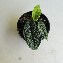 Load image into Gallery viewer, #R245 Piper Parmatum