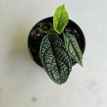 Load image into Gallery viewer, #R245 Piper Parmatum