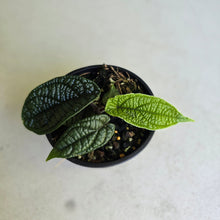 Load image into Gallery viewer, #R245 Piper Parmatum