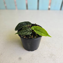 Load image into Gallery viewer, #R245 Piper Parmatum