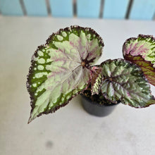 Load image into Gallery viewer, #R5 Begonia Unknown