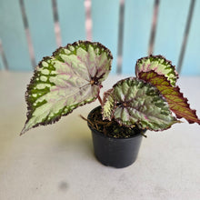 Load image into Gallery viewer, #R5 Begonia Unknown
