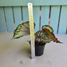 Load image into Gallery viewer, #R5 Begonia Unknown