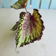 Load image into Gallery viewer, #R5 Begonia Unknown
