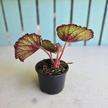 Load image into Gallery viewer, #R5 Begonia Unknown