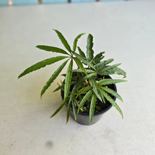 Load image into Gallery viewer, #RD1 Anthurium Polyschistum