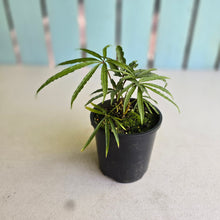 Load image into Gallery viewer, #RD1 Anthurium Polyschistum