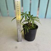 Load image into Gallery viewer, #RD1 Anthurium Polyschistum